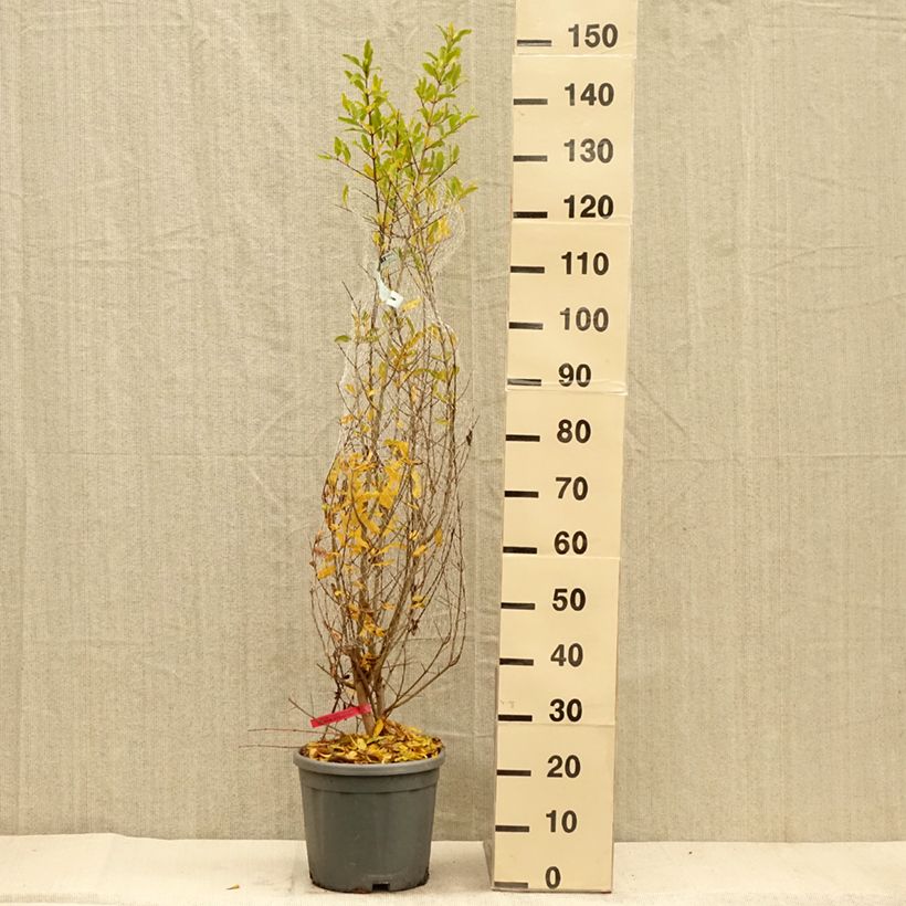 Spécimen de Grenadier à fruits - Punica granatum Pot de 7,5L/10L, Buisson tel que livré en automne