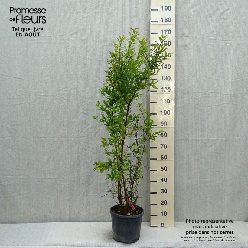 Spécimen de Grenadier à fruits - Punica granatum Pot de 7,5L/10L, Buisson tel que livré en été