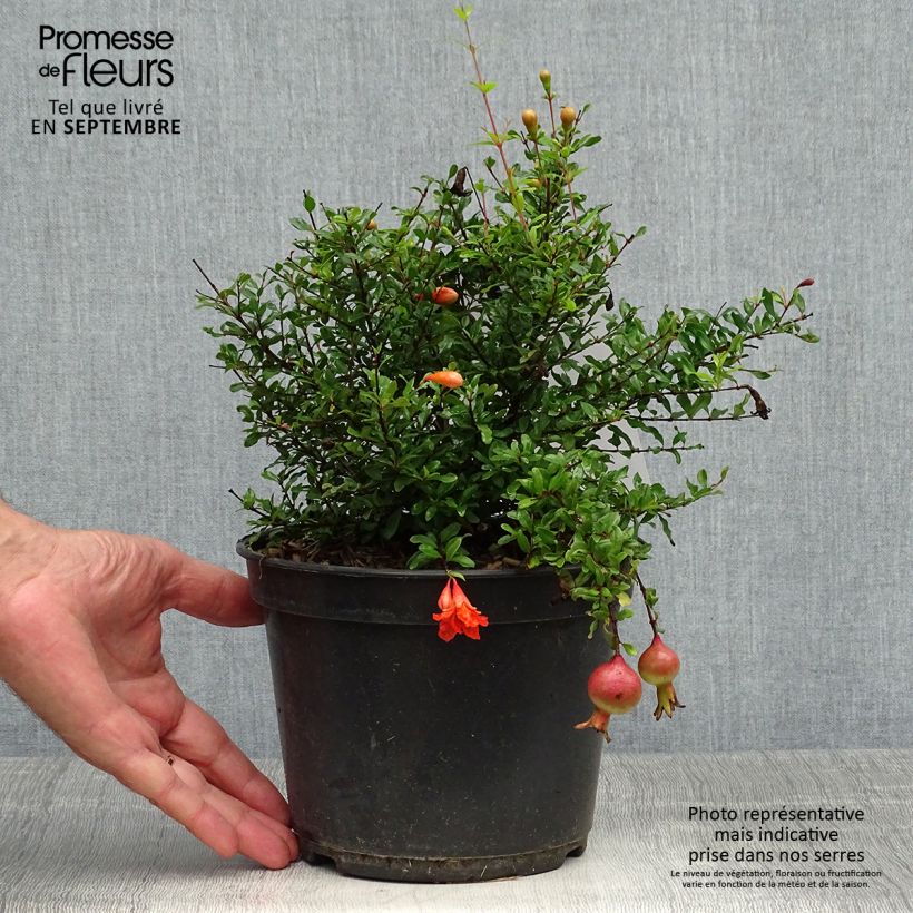 Spécimen de Grenadier nain - Punica granatum Chico ou Nana Gracillissima Pot de 3L/4L, Touffe tel que livré en automne