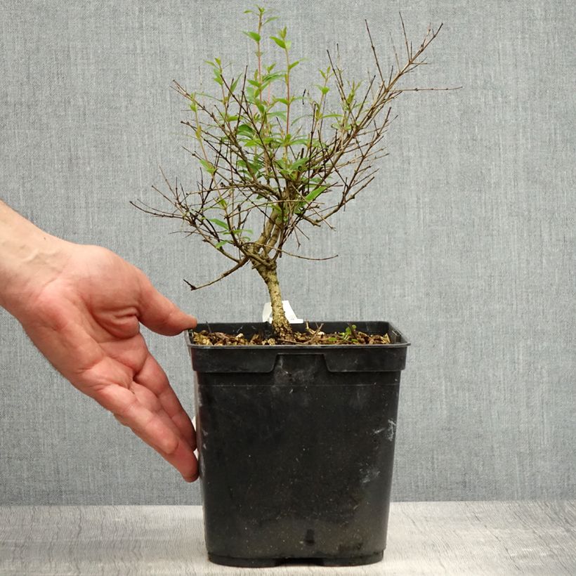 Spécimen de Grenadier nain - Punica granatum Chico ou Nana Gracillissima - Pot de 3L/4L tel que livré au printemps