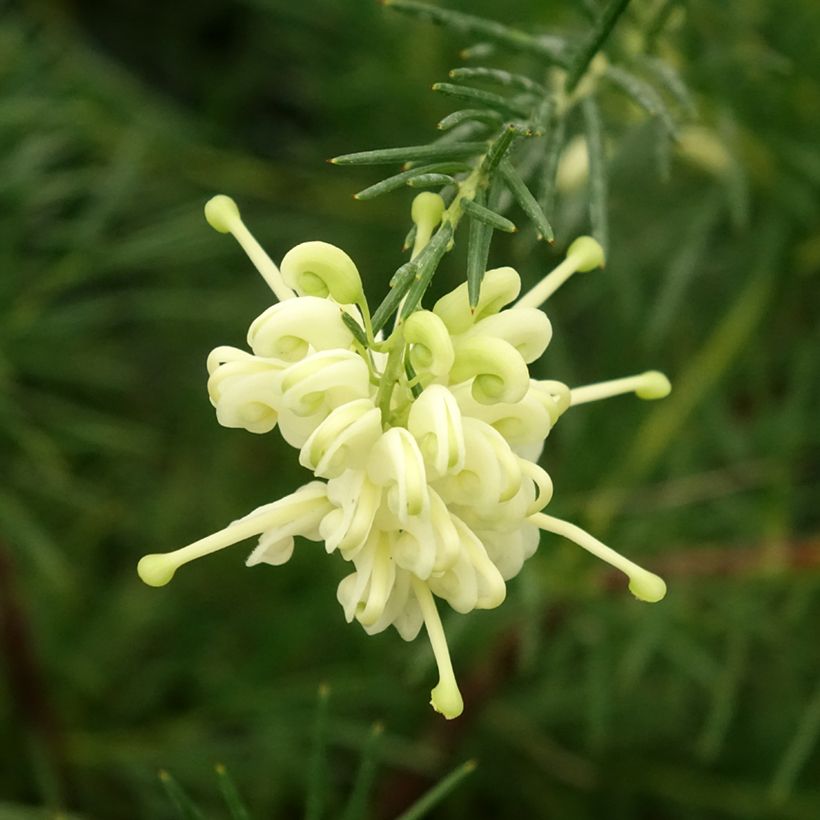 Grevillea gracilis Alba (Floraison)