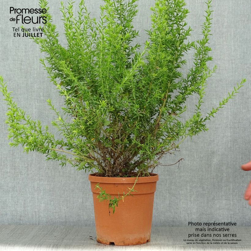 Spécimen de Grevillea gracilis Clearview David Pot de 2L/3L, Touffe tel que livré en été