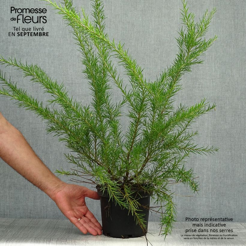 Spécimen de Grevillea juniperina Canberra Gem Pot de 2L/3L tel que livré en automne
