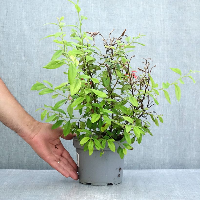 Spécimen de Grevillea rhyolitica Pot de 2L/3L tel que livré en été