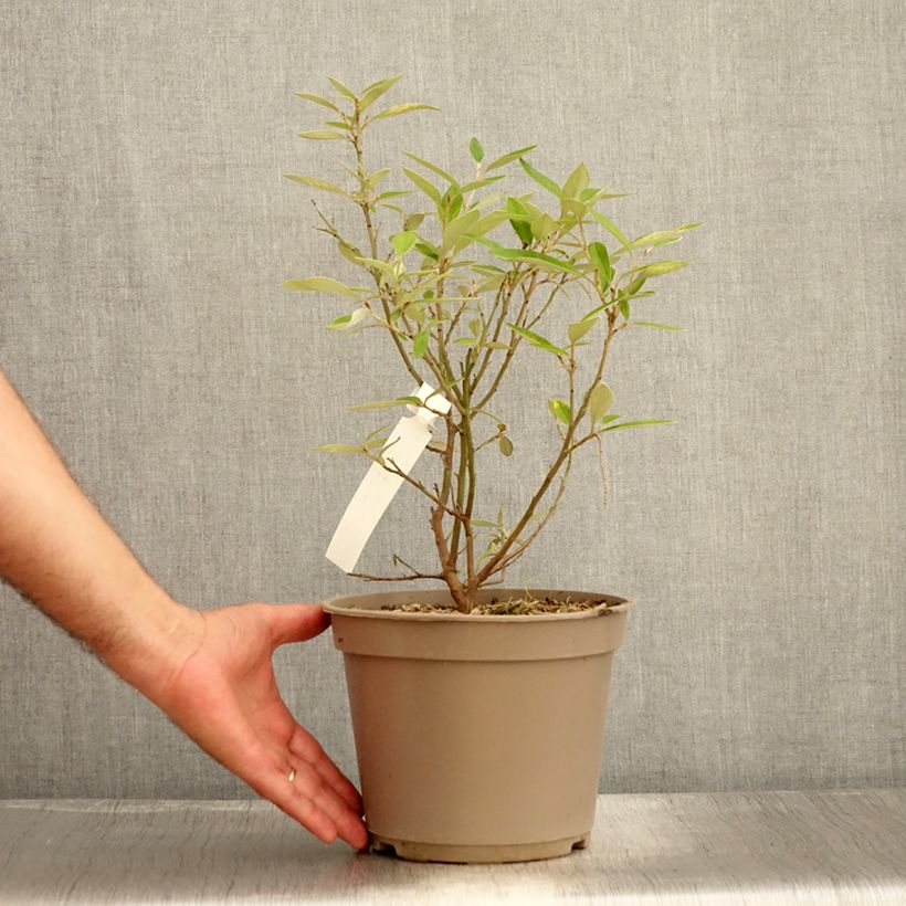 Spécimen de Grevillea victoriae - Pot de 4L/5L tel que livré en été
