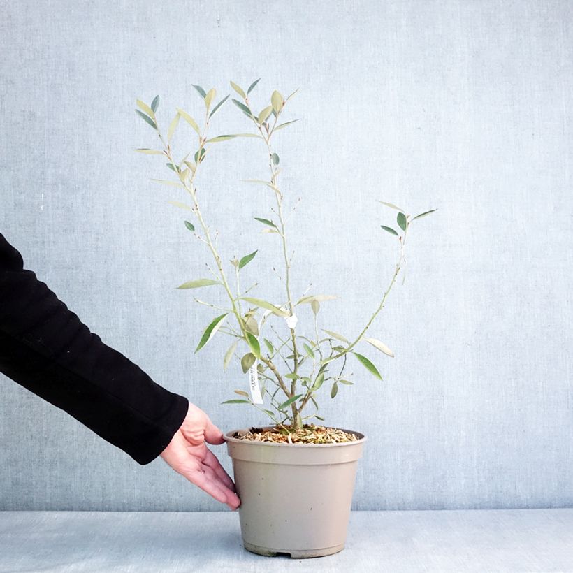 Spécimen de Grevillea victoriae - Pot de 4L/5L tel que livré en hiver