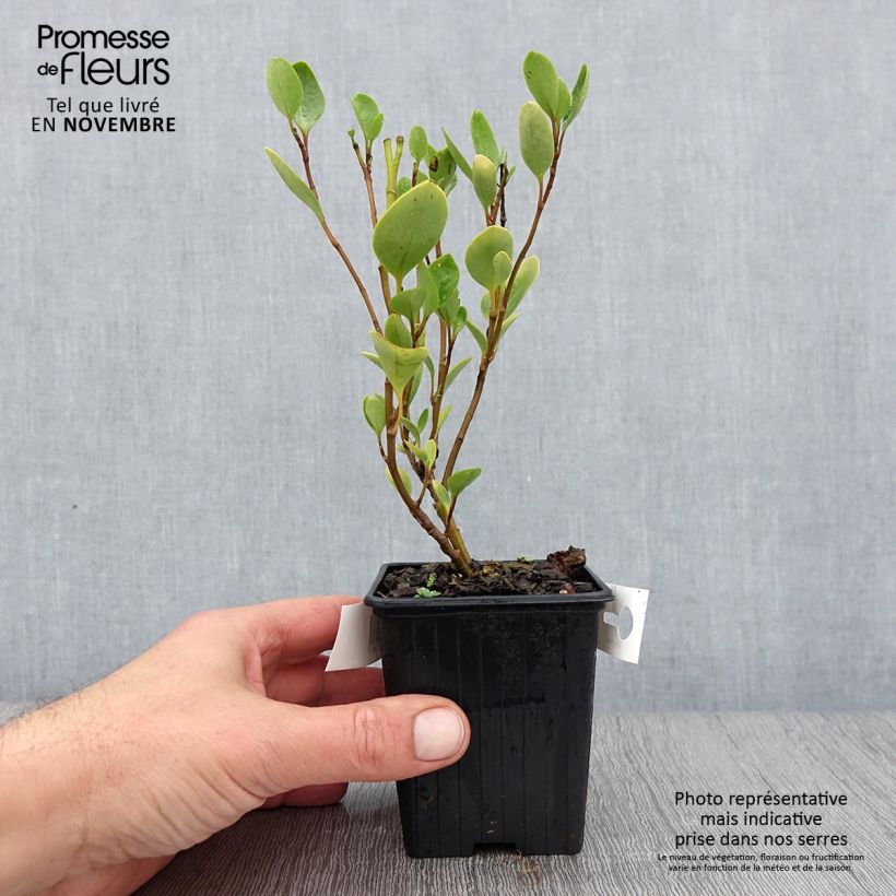 Spécimen de Griselinia littoralis Godet de 8/9 cm tel que livré en automne