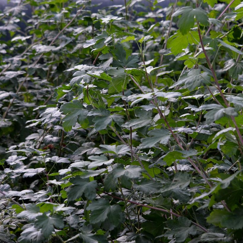 Ribes gordonianum - Groseillier de Gordon (Feuillage)