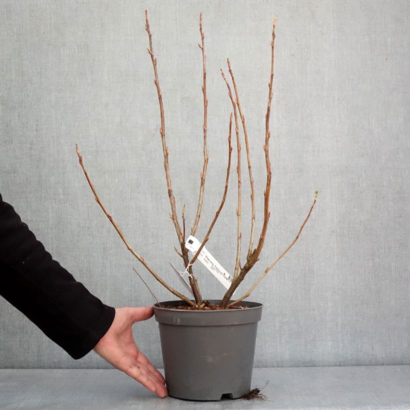 Spécimen de Groseillier à fleurs Pulborough Scarlet - Ribes sanguineum  Pot de 4L/5LHauteur livrée env. 50/60cm tel que livré en hiver