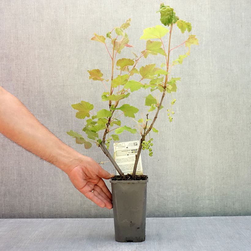 Spécimen de Groseillier à grappes blanches Blanka Bio Pot de 1,5L/2L, Buisson tel que livré en été
