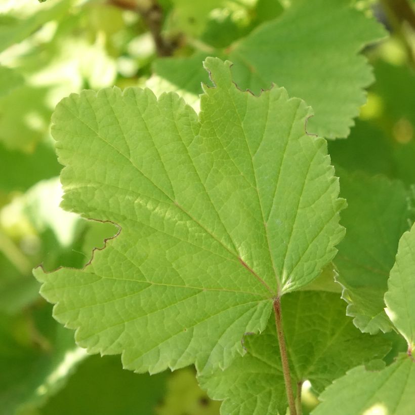 Groseillier à grappes blanches Blanka Bio (Feuillage)