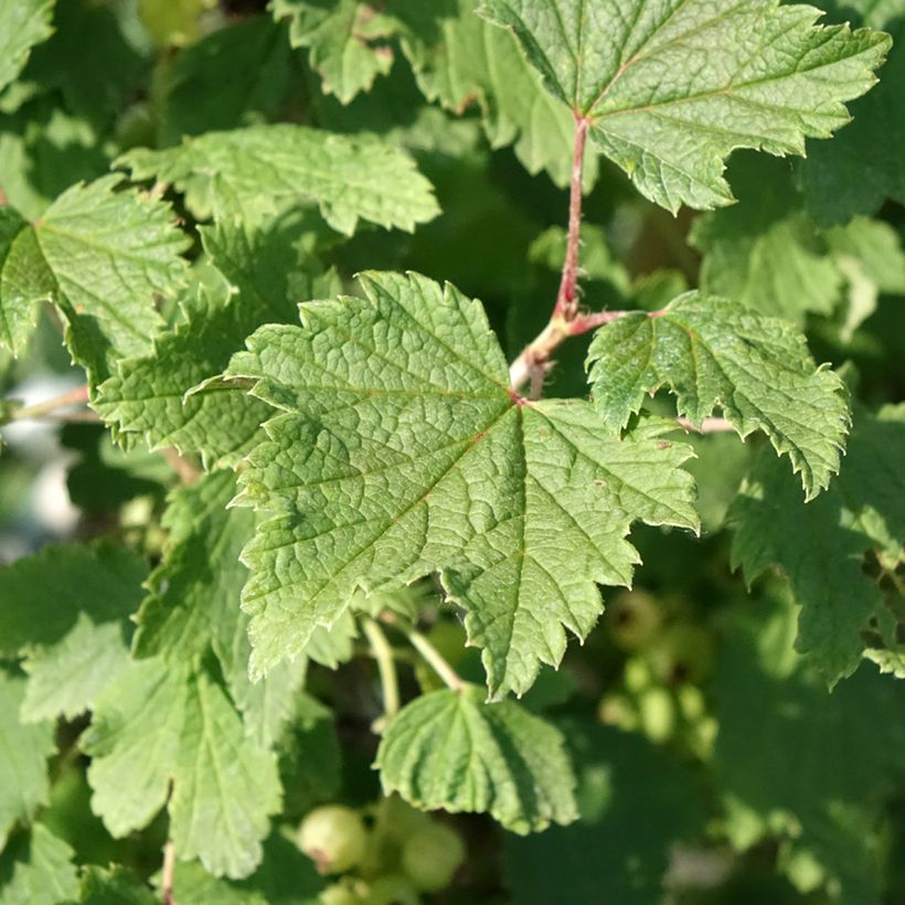 Groseillier à grappes blanches Weisse aus Jüterbog (Feuillage)