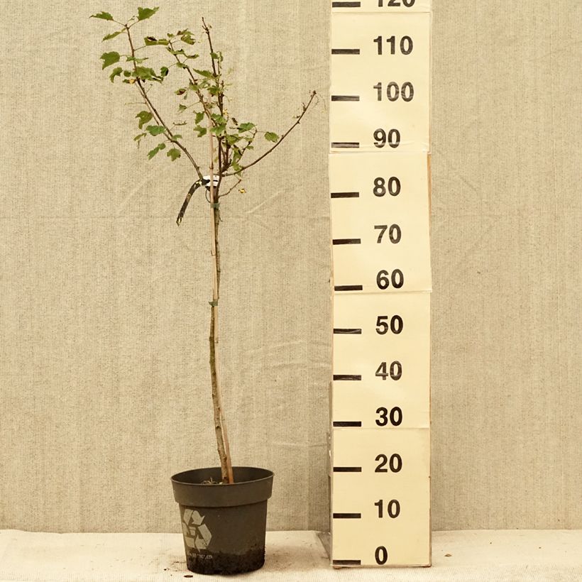 Spécimen de Groseillier à grappes blanches Weisse aus Jüterbog Pot de 6L/7L, Tige de 40 cm tel que livré en été