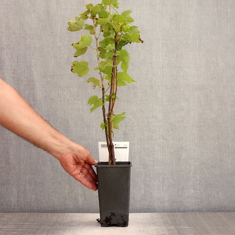 Spécimen de Groseillier à grappes blanches Witte Parel ou White Pearl - Ribes rubrum Pot de 1,5L/2L, Buisson tel que livré en été