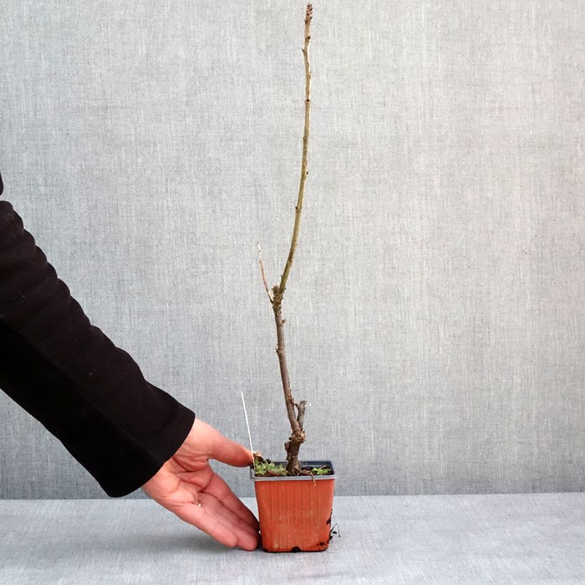Spécimen de Groseillier à grappes blanches Zitavia Godet de 8/9 cm tel que livré en hiver