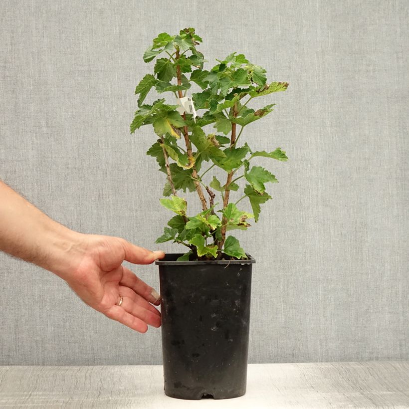 Spécimen de Groseillier à grappes blanches Zitavia Pot de 2L/3L, Touffe tel que livré en été