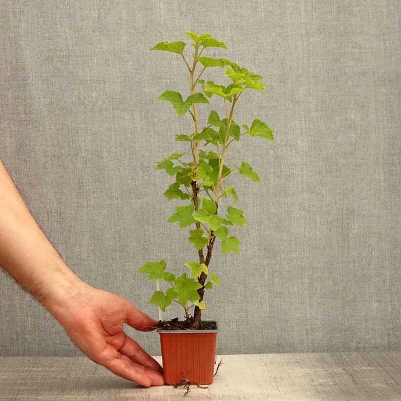 Spécimen de Groseillier à grappes Jonkheer van Tets - Godet de 8/9 cm tel que livré au printemps
