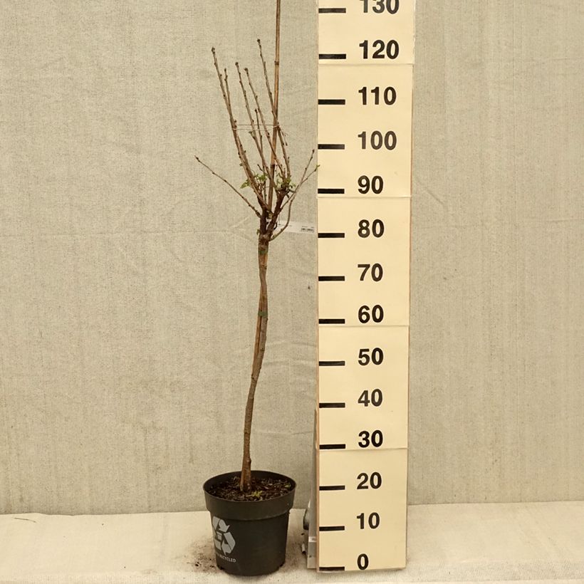 Spécimen de Groseillier à grappes Rolan Pot de 6L Tigette tel que livré au printemps
