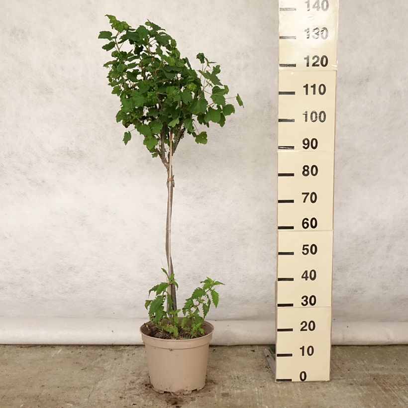 Spécimen de Groseillier à grappes rouges Delbard Giganta - Ribes rubrum Pot de 7,5L/10L, 1/4 de tige tel que livré en été