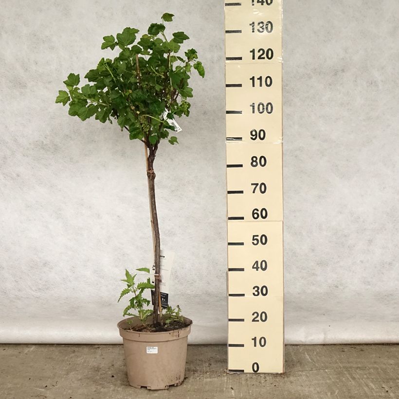 Spécimen de Groseillier à grappes rouges Delbard Giganta - Ribes rubrum en pot de 7,5l/10l tel que livré au printemps
