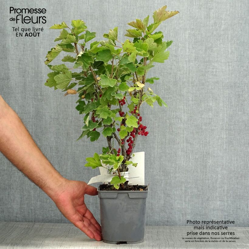 Spécimen de Groseillier à grappes rouges Premiere Groseille Raisin Deltir Pot de 2L/3L tel que livré en été