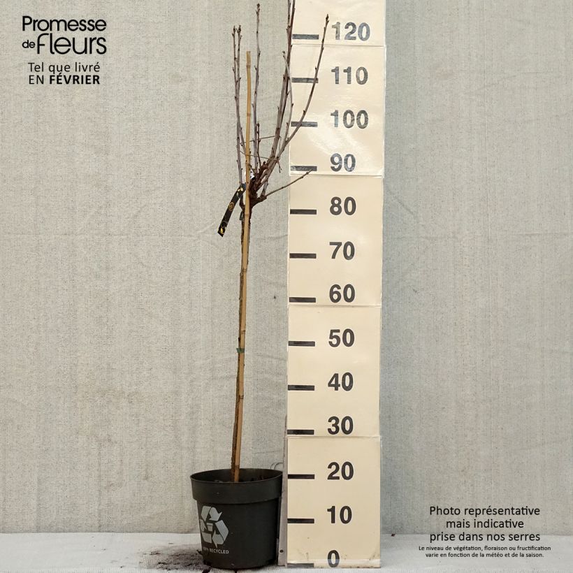 Spécimen de Groseillier à grappes rouges Ribest Babette Pot de 6L/7L, Tige de 40 cm tel que livré en hiver
