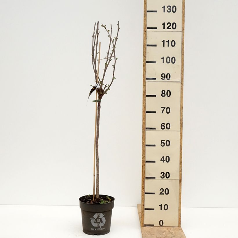 Spécimen de Groseillier à grappes rouges Ribest Babette - Pot de 6L/7L tel que livré au printemps