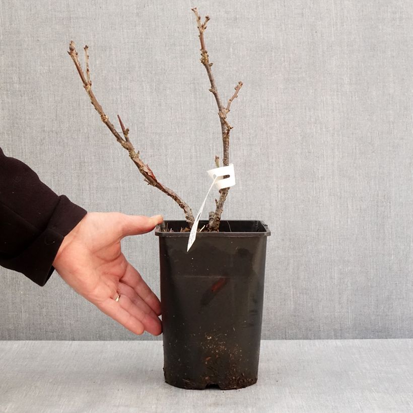 Spécimen de Groseillier à grappes rouges Rosetta Pot de 2L/3L, Touffe tel que livré en hiver