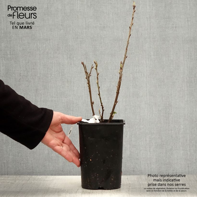 Spécimen de Groseillier à grappes rouges Rosetta - Pot de 2L/3L - 1009 tel que livré au printemps