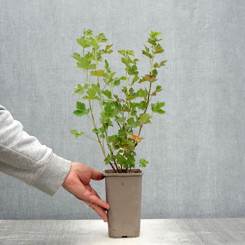 Spécimen de Groseillier à maquereaux Easycrisp Mr Green - Ribes uva-crispa  Pot de 1,5L/2L tel que livré en été