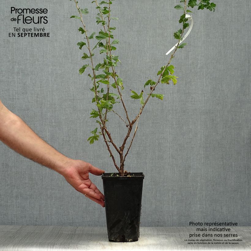Spécimen de Groseillier à maquereaux Freedonia  Pot de 1,5L/2L tel que livré en automne