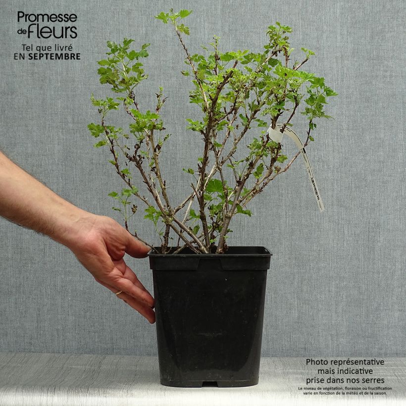 Spécimen de Groseillier à maquereaux Freedonia  Pot de 4L/5L tel que livré en automne