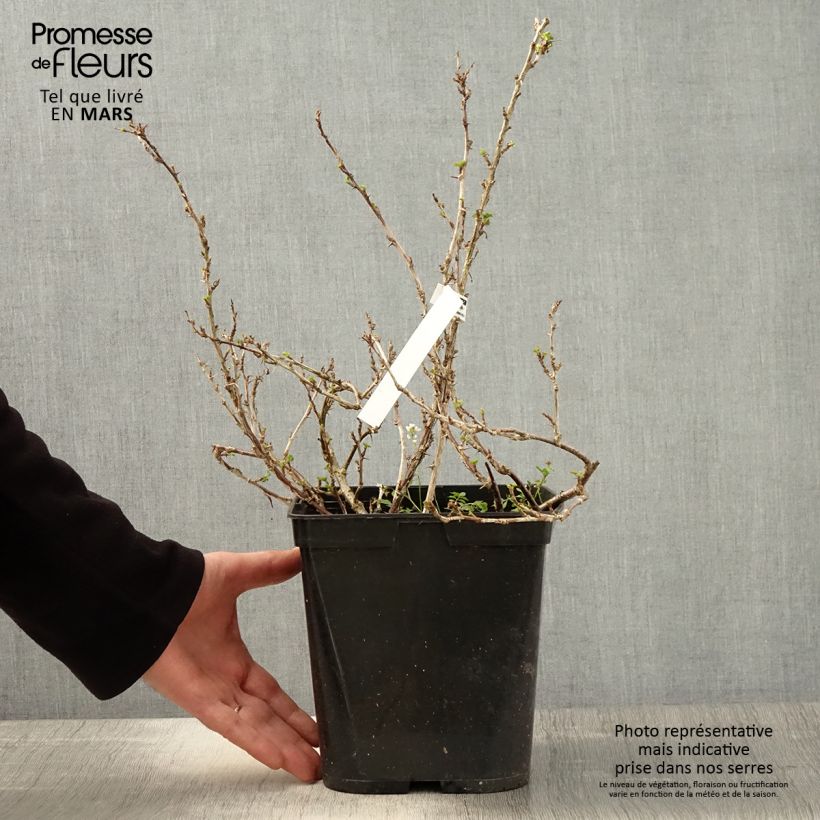 Spécimen de Groseillier à maquereaux Freedonia  Pot de 4L/5LHauteur livrée env. 40/60cm tel que livré au printemps
