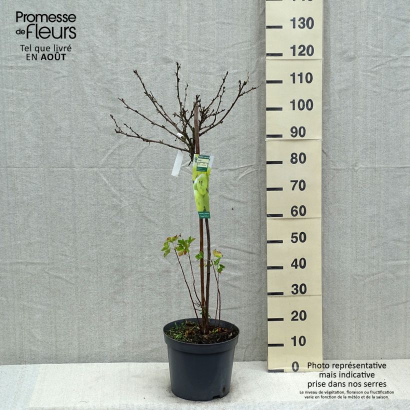 Spécimen de Groseillier à maquereaux Invicta  Pot de 7,5L/10L, 1/4 de tige tel que livré en été
