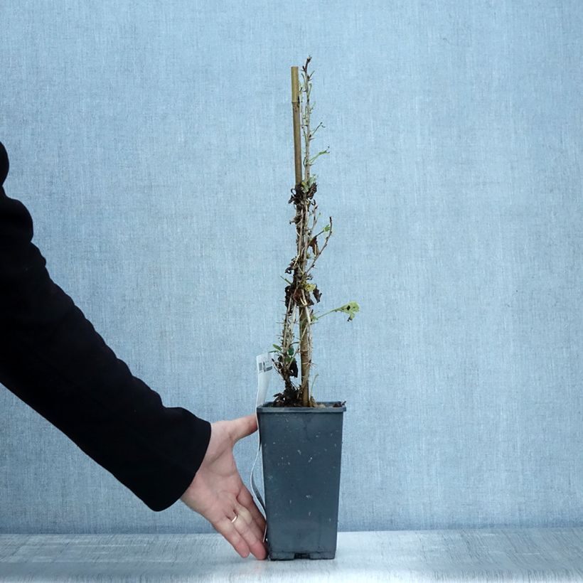 Spécimen de Groseillier à maquereaux Invicta  Racines nues, Buisson tel que livré en automne