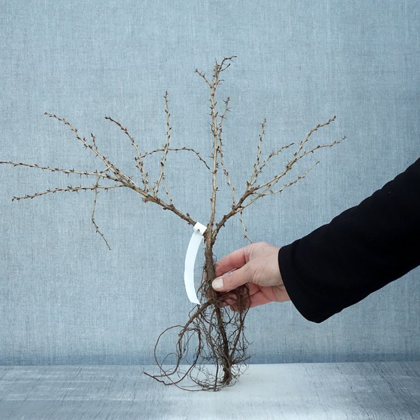 Spécimen de Groseillier à maquereaux Invicta  Petites Racines nues, Buisson tel que livré en hiver