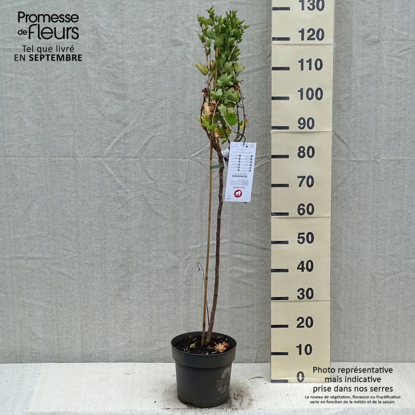 Spécimen de Groseillier à maquereaux Mucurines - Ribes uva-crispa Pot de 6L/7L, Tige de 40 cm tel que livré en automne