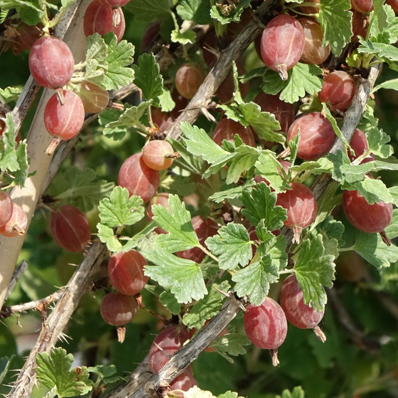 Groseillier à maquereaux Crispa Darling - Ribes uva-crispa (Récolte)