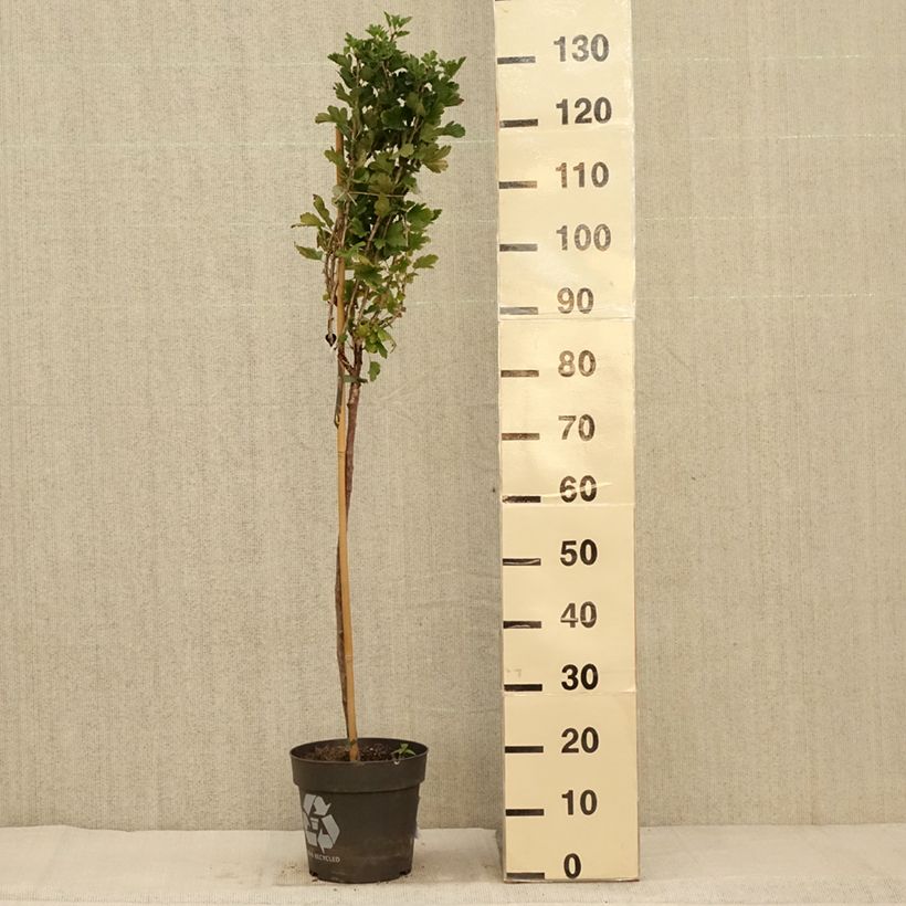 Spécimen de Groseillier à maquereaux Crispa Darling - Ribes uva-crispa Pot de 6L/7L, Tige de 40 cm tel que livré en automne