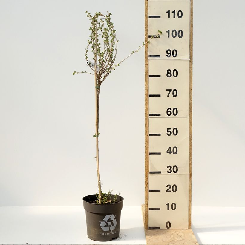 Spécimen de Groseillier à maquereaux Crispa Darling - Ribes uva-crispa - Pot de 6L/7L tel que livré au printemps