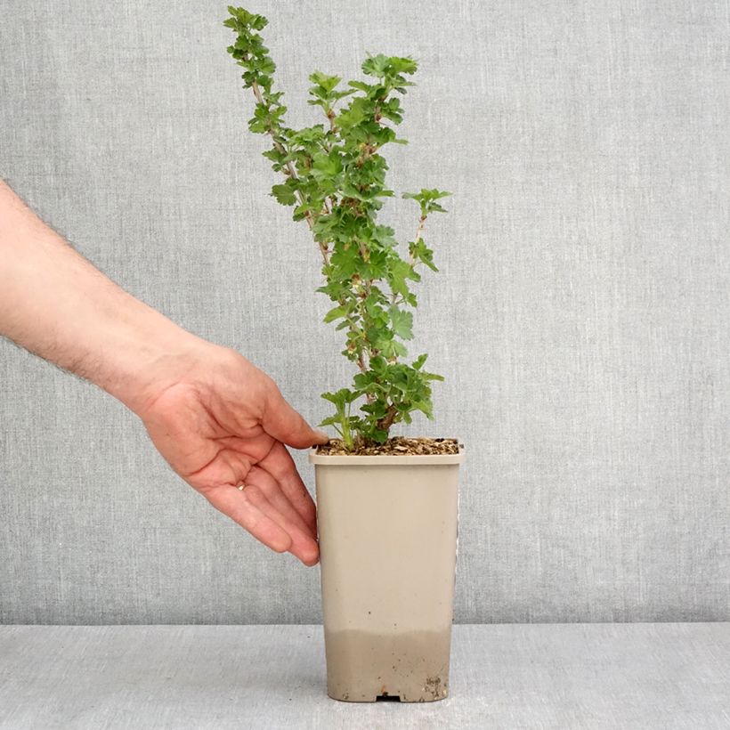 Spécimen de Groseillier à maquereaux Crispa Greenling - Pot de 1,5L/2L tel que livré au printemps