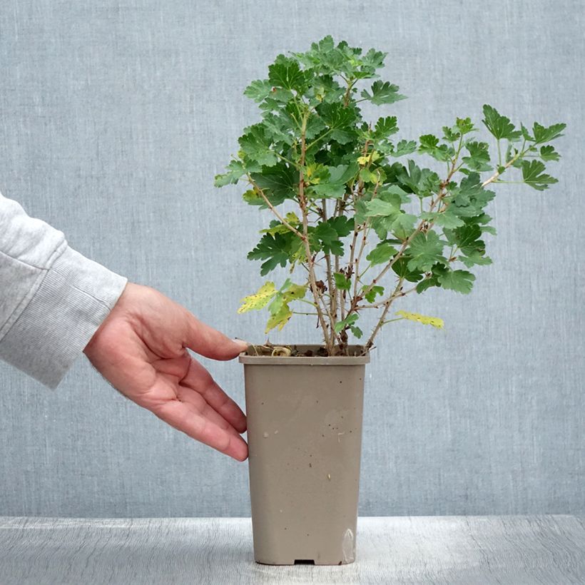 Spécimen de Groseillier à maquereaux Crispa Nibbling Pot de 1,5L/2L, Touffe tel que livré en été