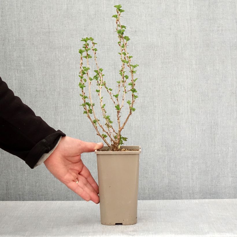 Spécimen de Groseillier à maquereaux Crispa Nibbling - Pot de 1,5L/2L tel que livré au printemps