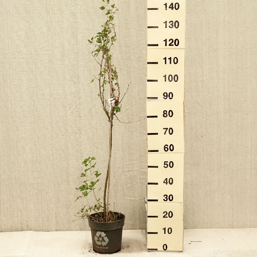 Spécimen de Groseillier à maquereaux Crispa Solemio - Ribes uva-crispa Pot de 6L/7L, Tige de 40 cm tel que livré en été