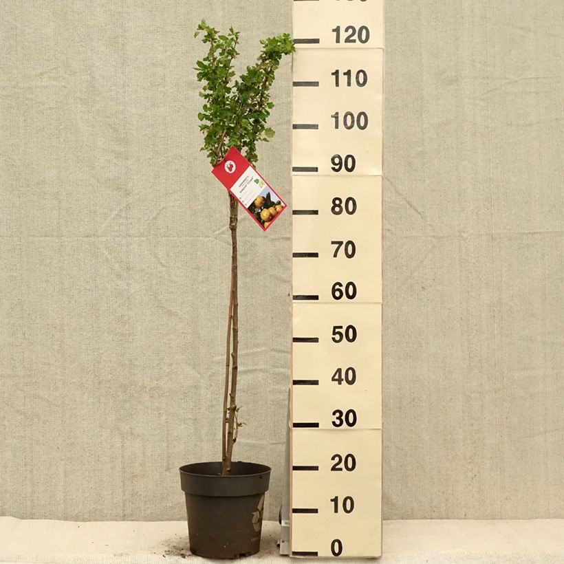 Spécimen de Groseillier à maquereaux Crispa Solemio - Ribes uva-crispa - Pot de 6L/7L tel que livré au printemps