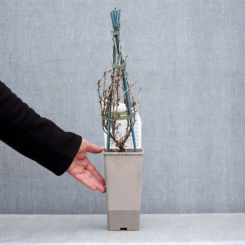 Spécimen de Groseillier à maquereaux Freedonia  Pot de 1,5L/2LHauteur livrée env. 30/40cm tel que livré au printemps