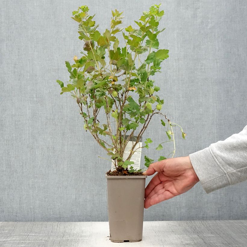 Spécimen de Groseillier à maquereaux Hinnonmaki Yellow - Ribes uva-crispa  Pot de 1,5L/2L tel que livré en été