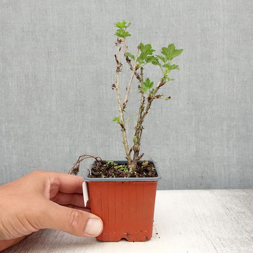 Spécimen de Groseillier à maquereaux Hinnonmaki rouge Godet de 8/9 cm tel que livré en été