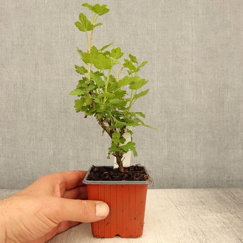 Spécimen de Groseillier à maquereaux Hinnonmaki rouge - Godet de 8/9 cm tel que livré au printemps