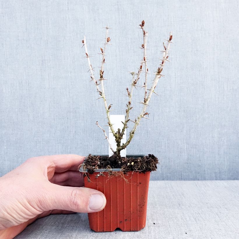 Spécimen de Groseillier à maquereaux Hinnonmaki vert Godet de 8/9 cm tel que livré en hiver